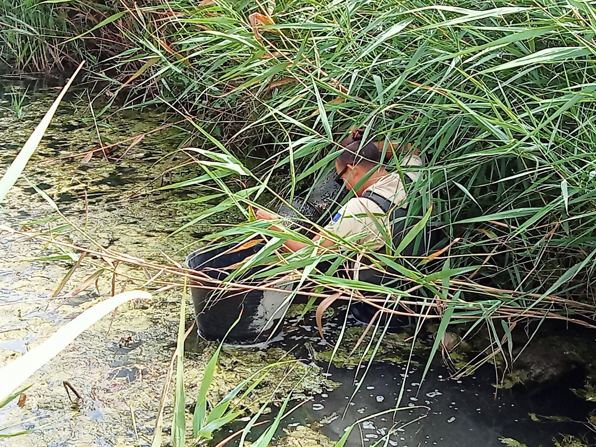 recogiendo fauna entre la vegetación