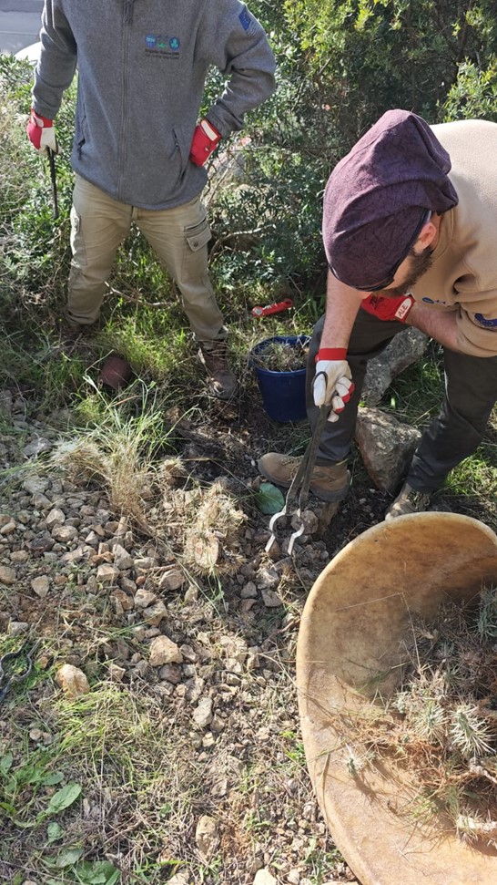 Trabajos de control de flora exótica invasora en el Puerto de Xábia
