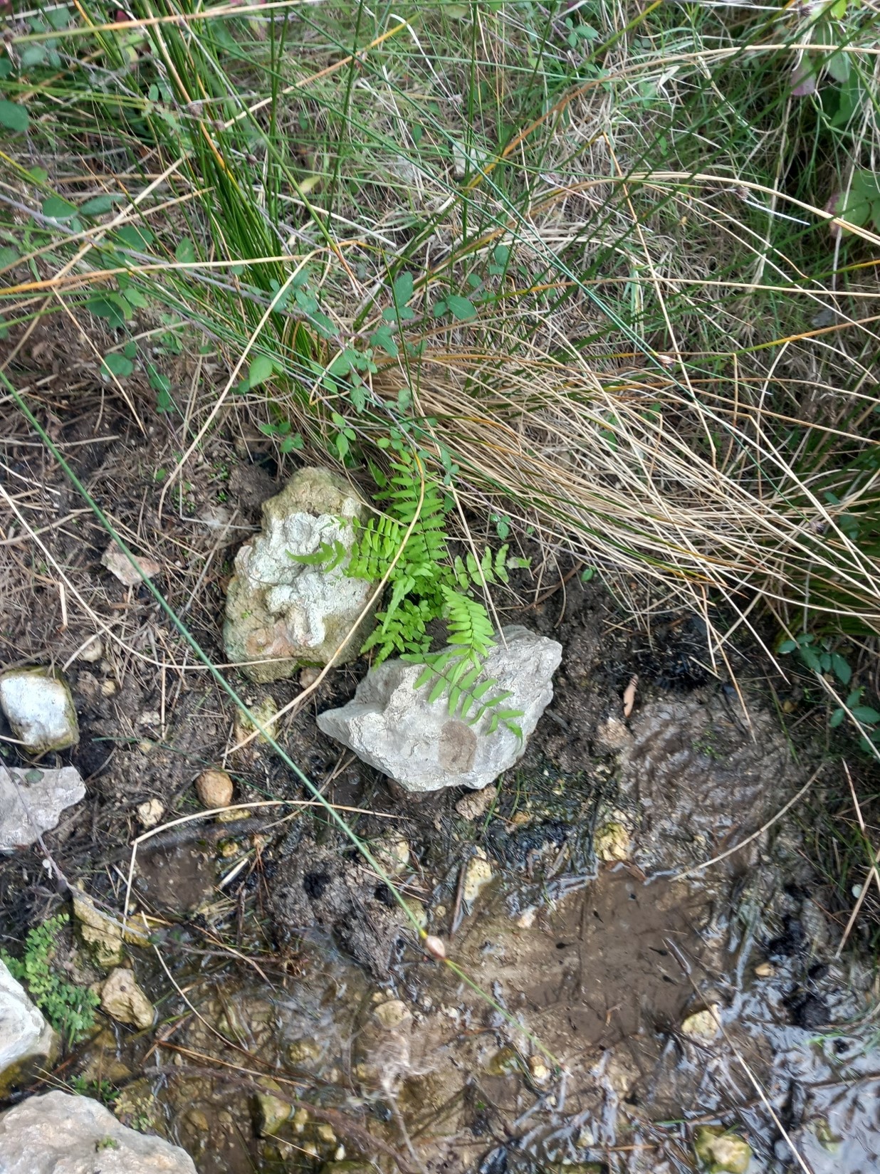 Plantación de flora acuática protegida en la Font del Garrofer (Gandía)