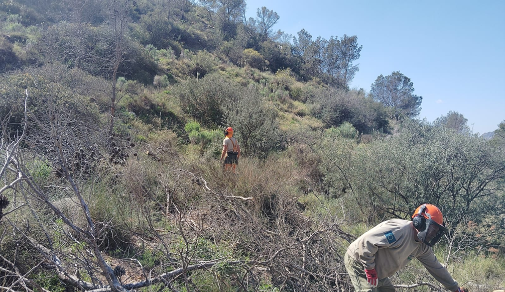 Trabajos para la mejora de hábitat en Sant Gaietà(Crevillent)