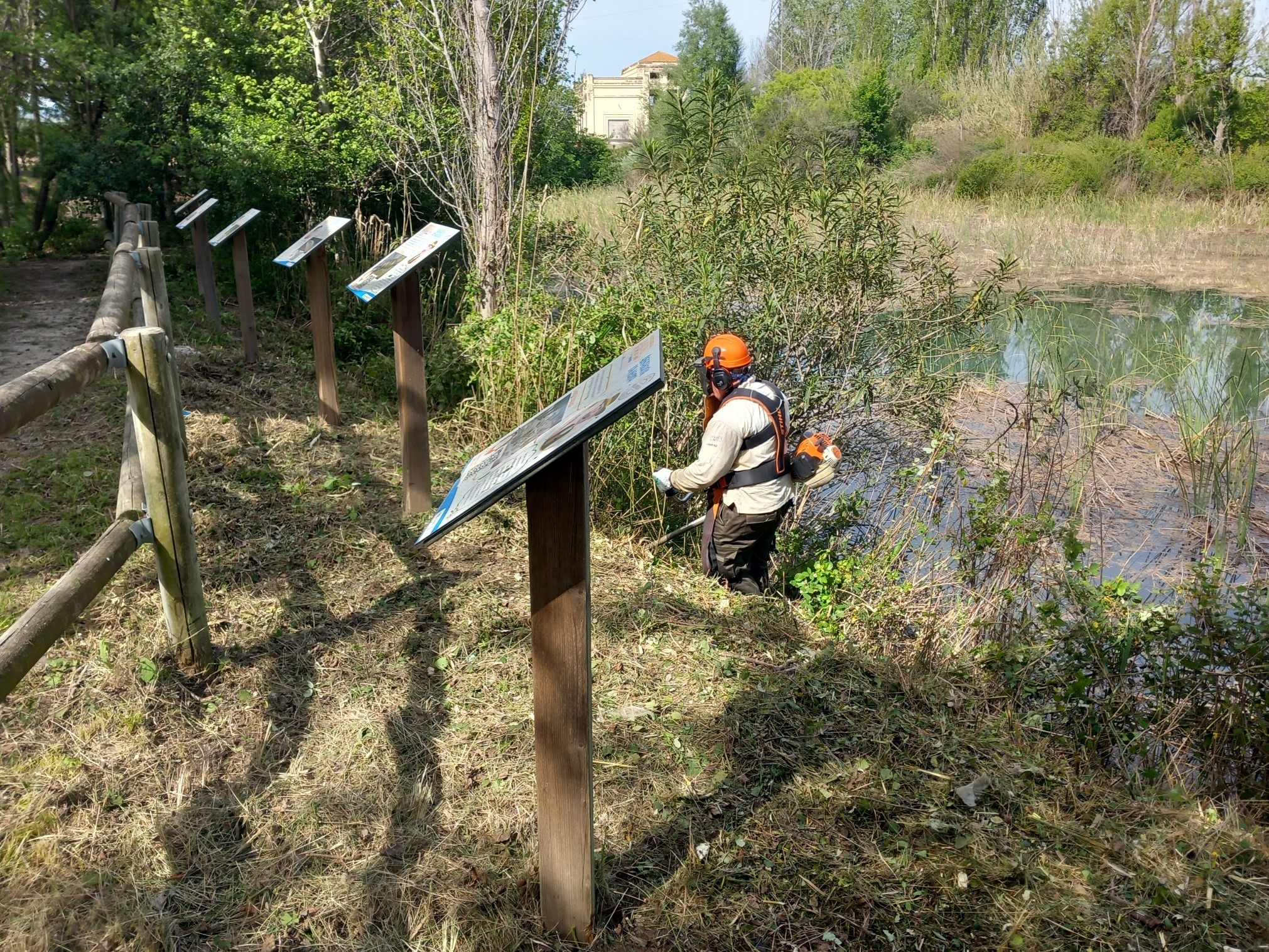 Trabajos de mantenimiento del hábitat del samaruc en los Ullals del Riu Verd