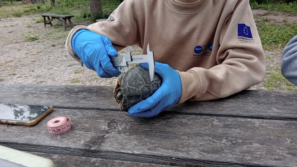 Conservación en marcha: Seguimiento del galápago europeo en la Marjal dels Moros