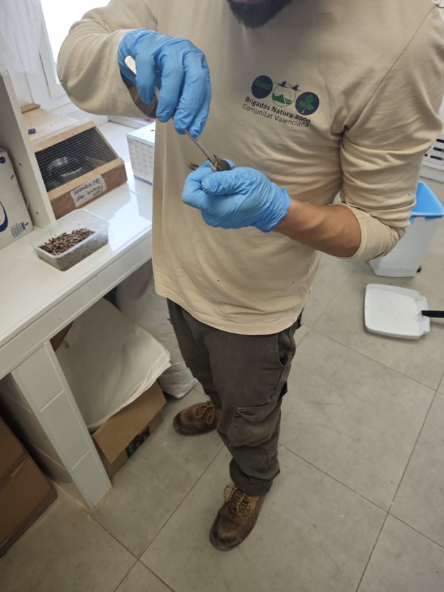 Colaboración con el CRF Santa Faç para la alimentación de crías de vencejo