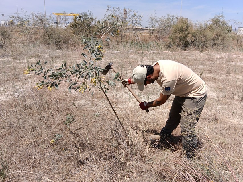🌿⚓Colaboración con el puerto de Castellón para la conservación de la flora en peligro de extinción