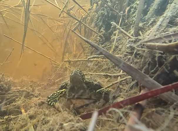 Jornada de la suelta de individuos de Emys orbicularis en la Marjal dels Moros.