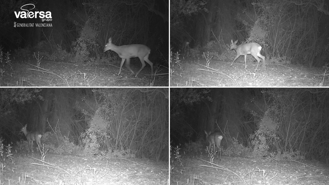 La Generalitat instala 238 cámara de fototrampeo para estudiar el comportamiento y distribución de la fauna silvestre