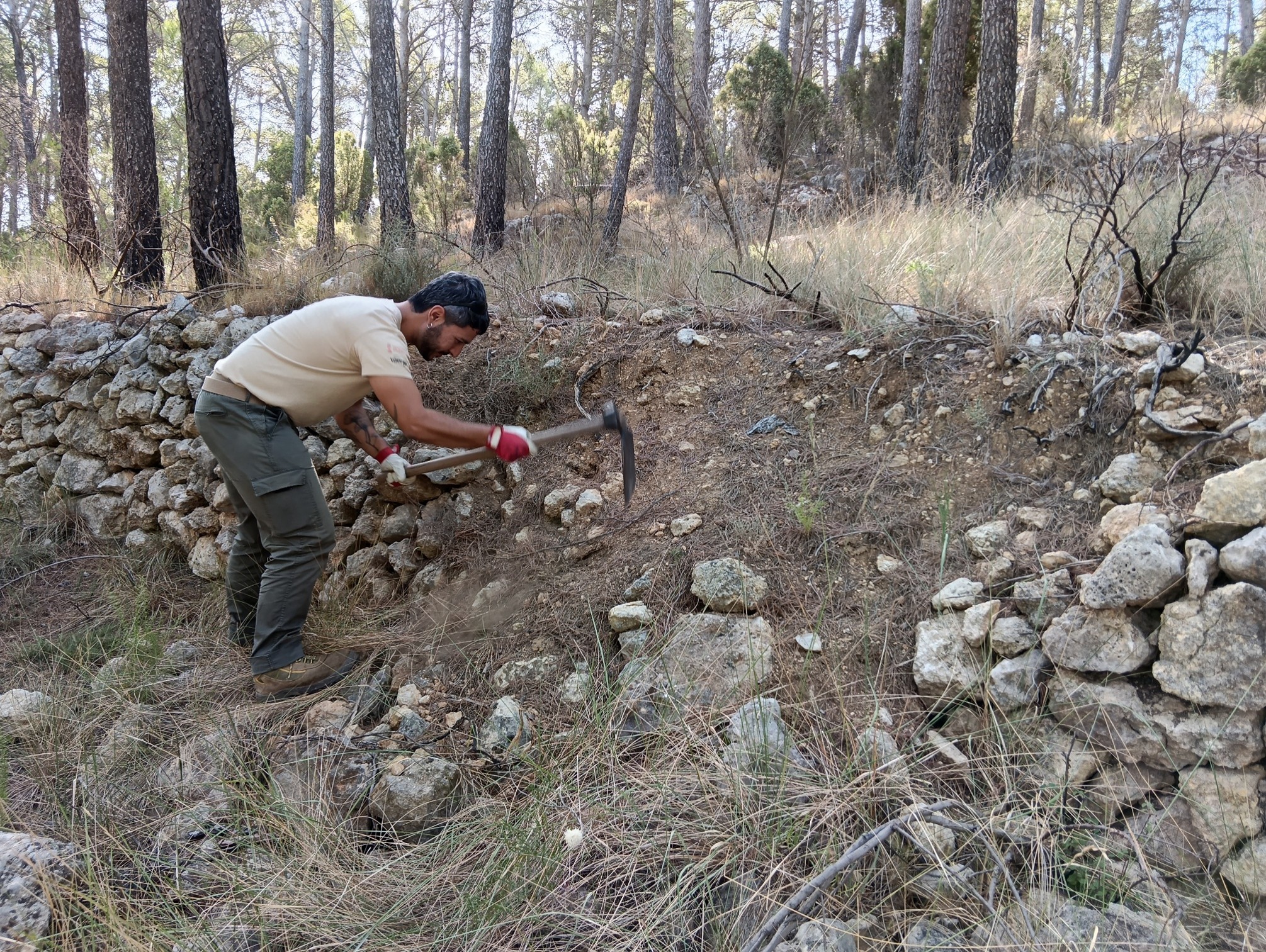 Recuperación de muros de piedra en seco en Campos de Arenoso (Montanejos)
