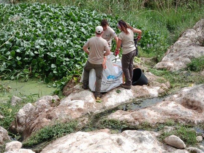 🌿 ¡Control del jacinto de agua en el río Girona! 💧🌱