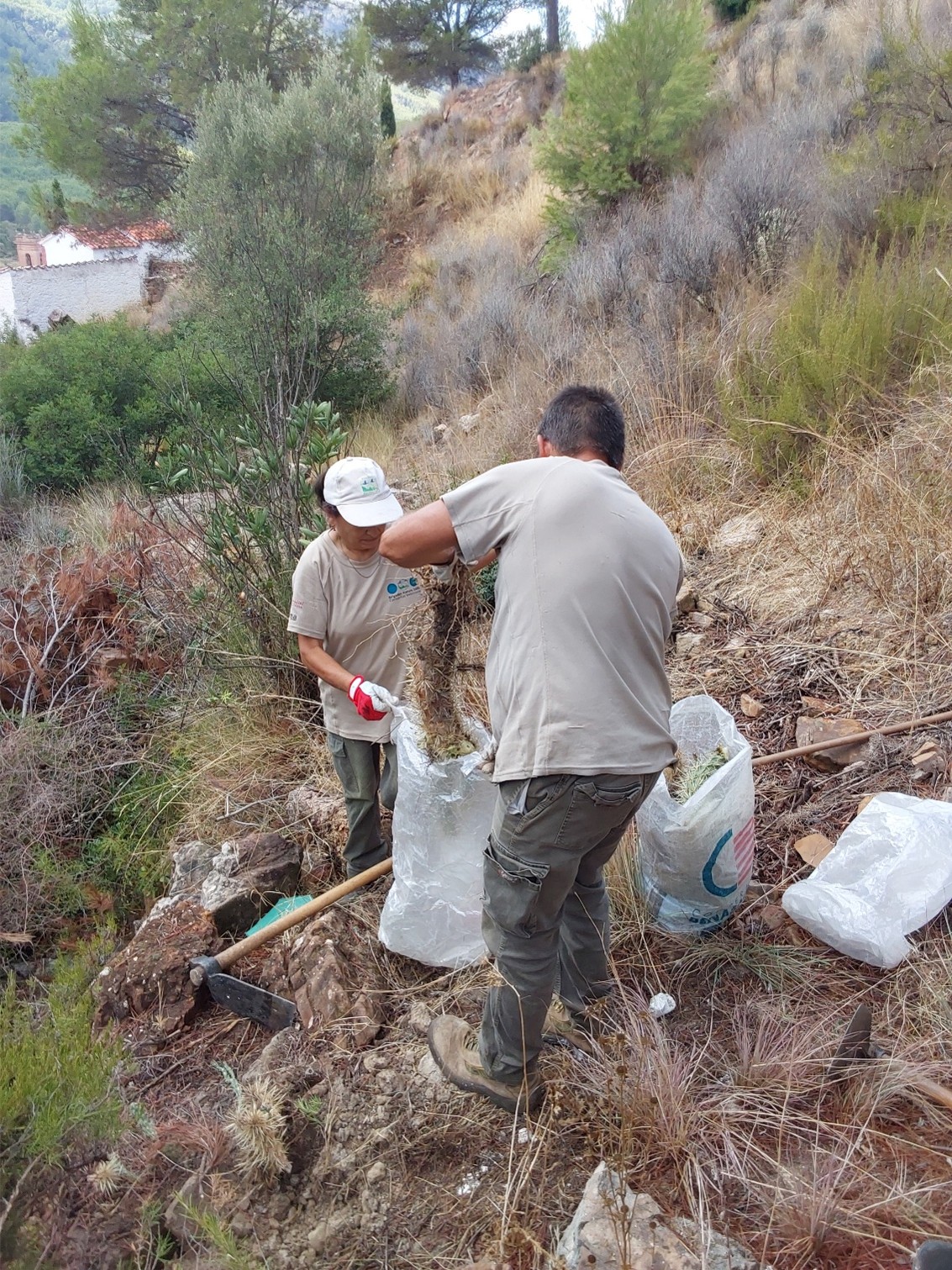 🌵  Control de cactus exóticos invasores en Ludiente🛠️🌱